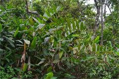 Schumannianthus virgatus